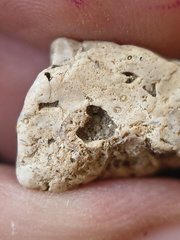 SRL202 Crinoid Packstone 
