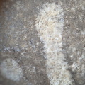 LE73 Bryozoa Fragments