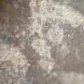 LE73 Bryozoa Fragments
