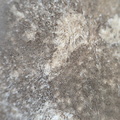 LE73 Bryozoa Fragments