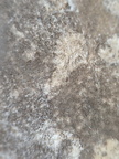 LE73 Bryozoa Fragments