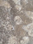 LE73 Bryozoa Fragments