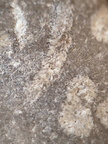 LE73 Bryozoa Fragments