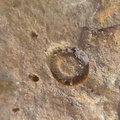 SRL219 Brachiopod and Crinoid Mix