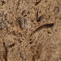 SRL39 Trilobite, Bryozoa, Crinoid Mix