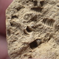 SRL174 Crinoid Mix