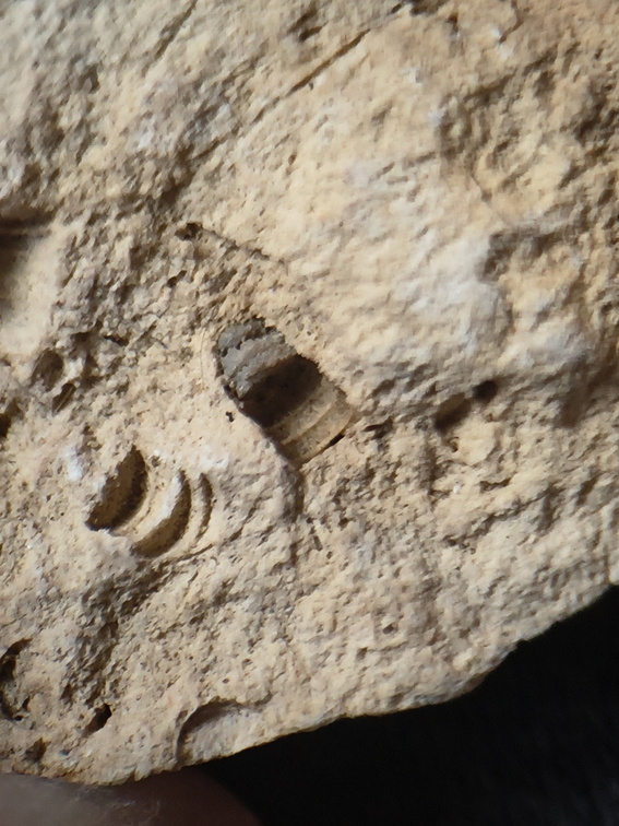 SRL174 Crinoid Mix