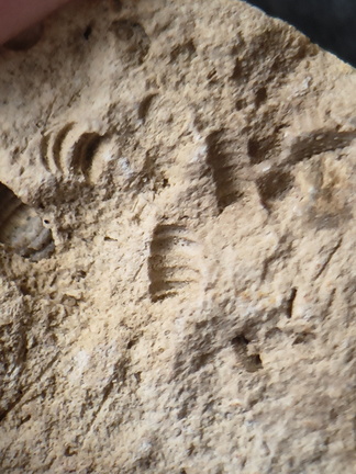 SRL174 Crinoid Mix