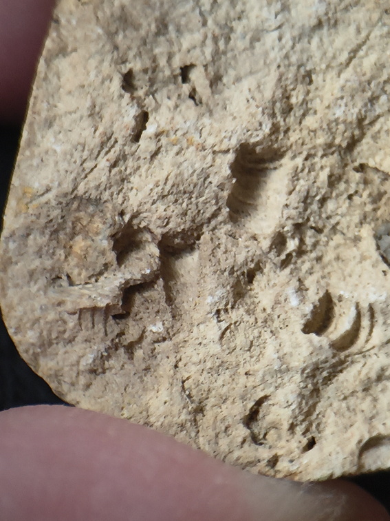 SRL174 Crinoid Mix