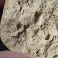 SRL174 Crinoid Mix
