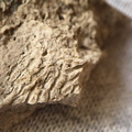 SRL44 Cornulitid, Bryzoans, Crinoids