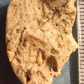 SRL44 Cornulitid, Bryzoans, Crinoids