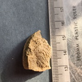 SRL44 Cornulitid, Bryzoans, Crinoids
