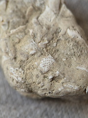 SRL47 Bryozoan Bioclast