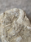SRL47 Bryozoan Bioclast