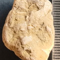 SRL47 Bryozoan Bioclast