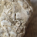 SRL47 Bryozoan Bioclast
