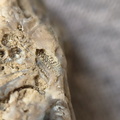 SRL46 Brachiopod Bryozoan and Crinoid Bioclast