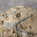 SRL46 Brachiopod Bryozoan and Crinoid Bioclast