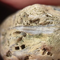 SRL46 Brachiopod Bryozoan and Crinoid Bioclast