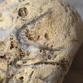 SRL46 Brachiopod Bryozoan and Crinoid Bioclast