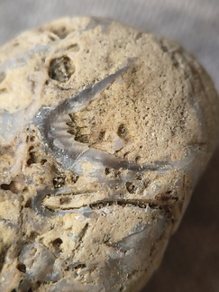 SRL46 Brachiopod Bryozoan and Crinoid Bioclast