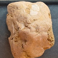 SRL 56 Crinoid, cf. Bivalve and Indet. mix