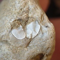 SRL 56 Crinoid, cf. Bivalve and Indet. mix