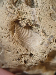 SRL57 Gastropod, Brachiopod, Bryozoan, Crinoid