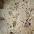 SRL57 Gastropod, Brachiopod, Bryozoan, Crinoid
