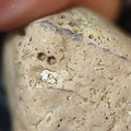 SRL57 Gastropod, Brachiopod, Bryozoan, Crinoid