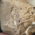 SRL57 Gastropod, Brachiopod, Bryozoan, Crinoid