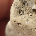SRL58 Crinoid and Bryozoan Textures 