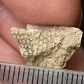 SRL61 Fenestella sp. (Bryozoan)
