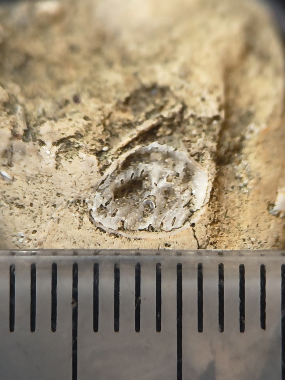 SRL65 Brachiopod 
