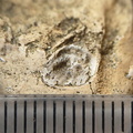 SRL65 Brachiopod 