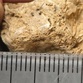 SRL67 Bioclast (inc. Bryozoan)