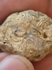 SRL86 Shell Bioclast