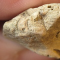 SRL96 Crinoid and Bryozoan Bioclast