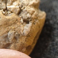 SRL94 Rugose Coral cf. Acinophyllum