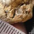 SRL94 Rugose Coral cf. Acinophyllum
