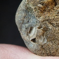 SRL99 Bioeroded fossiliferous limestone with indet. shell fragments