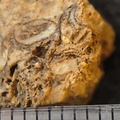SRL101 Cornulitid, Bryozoa, and Brachiopod Bioclastic Packstone