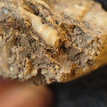 SRL101 Cornulitid, Bryozoa, and Brachiopod Bioclastic Packstone