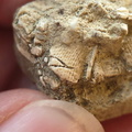 SRL106 Fenestella sp. Bryozoan 