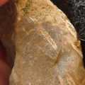SRL106 Fenestella sp. Bryozoan 