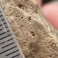 SRL110 Crinoid Impressions