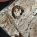 SRL100 Coral, Crinoid, Brachiopod 