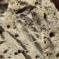 SRL179 Trepostome Bryozoa, Orthid Brachiopods and Crinoid Bits