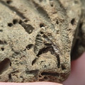 SRL179 Trepostome Bryozoa, Orthid Brachiopods and Crinoid Bits